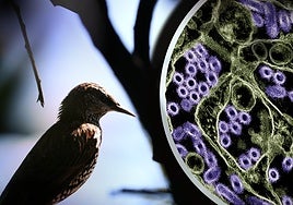 Alertan de dos mutaciones que hacen más peligroso al virus de la gripe aviar