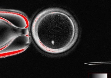 Fabrican óvulos humanos fecundables a partir de células de la piel
