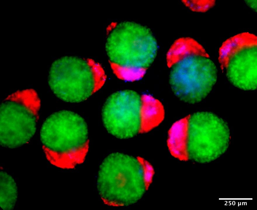 Imagen de células germinales de microscopia