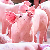 Logran el primer trasplante de riñones de cerdo humanizados en animales