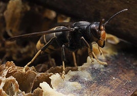 Los alergólogos advierten de que las muertes por picaduras de avispas velutinas se deben a la gran cantidad de veneno que inoculan en sus ataques