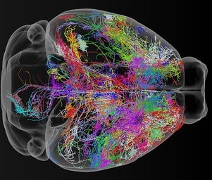 El atlas más detallado del cerebro revela cuándo y cómo surgen enfermedades como el autismo o la esquizofrenia