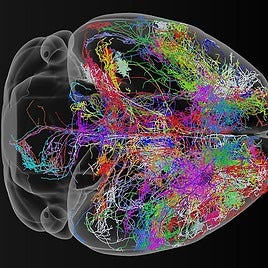 El atlas más detallado del cerebro revela cuándo y cómo surgen enfermedades como el autismo o la esquizofrenia