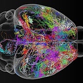 Conexiones cerebrales