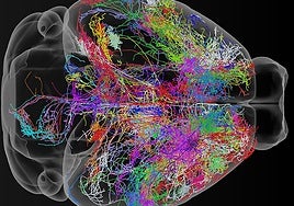 Así decide nuestro cerebro lo que tiene que recordar