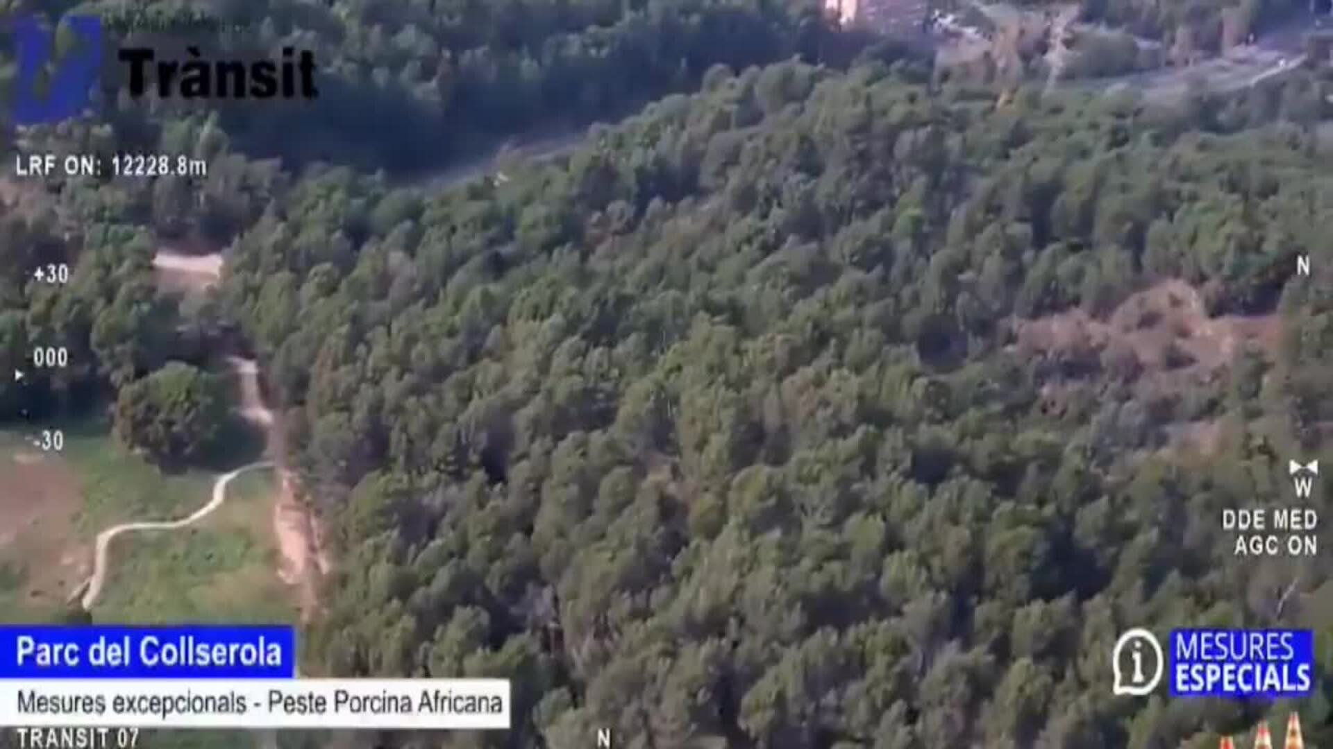 Más de 250 agentes se movilizan en el dispositivo para contener el foco de peste porcina