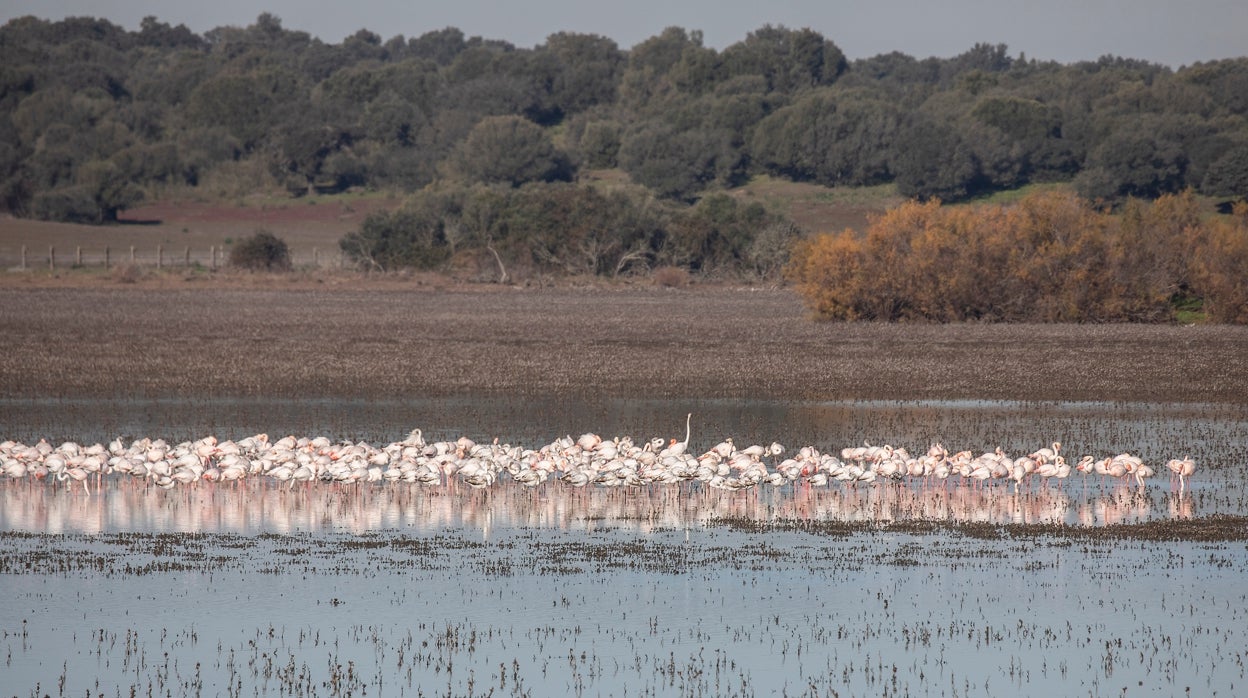 Detectan toxinas en las aguas de la Reserva Natural Dehesa de Abajo a causa de la sequía