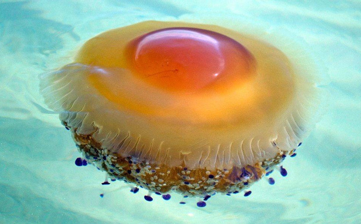 Característico aspecto de esta medusa