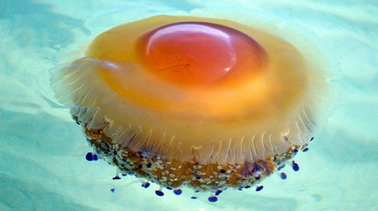 Alerta por las medusas huevo frito en el Mediterráneo: cómo es su picadura y cómo aliviarla