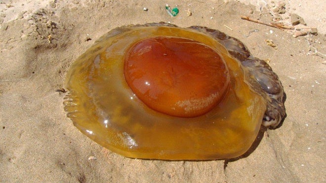 Medusa huevo frito en la playa