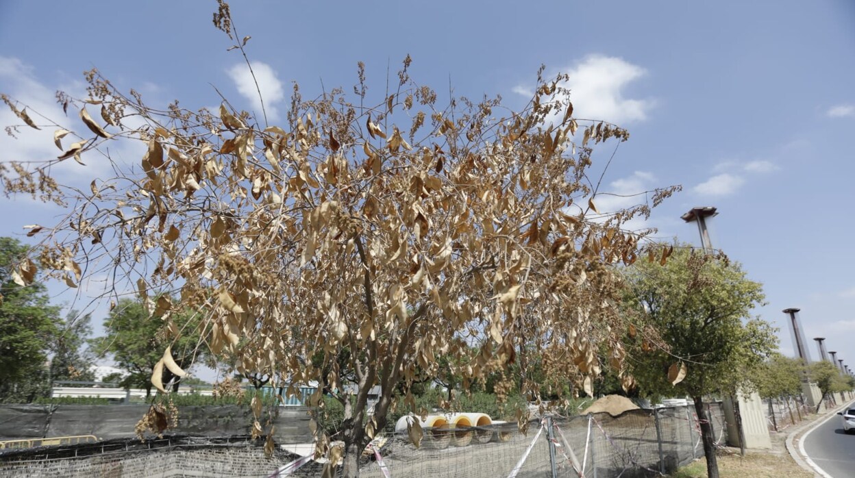 Los árboles de la avenida Alberto Jiménez-Becerril se secan por falta de riego