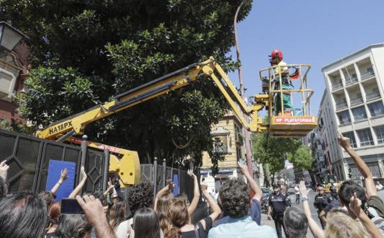 Un juzgado estudia un recurso para paralizar la tala del ficus de San Jacinto