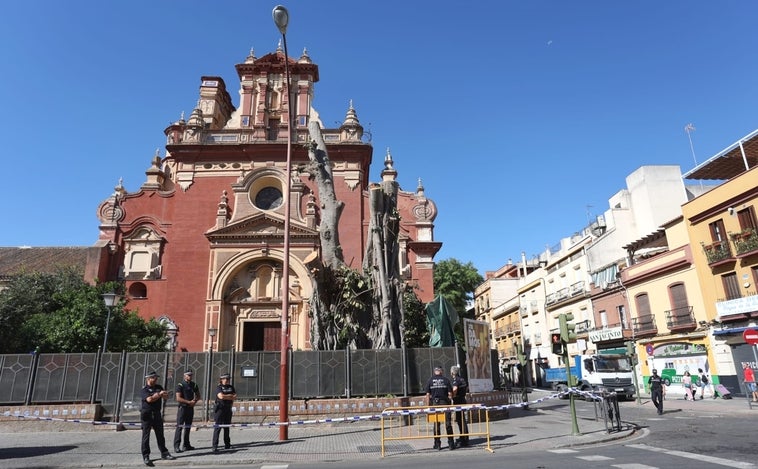 La suspensión cautelar de la licencia para la tala del ficus de San Jacinto