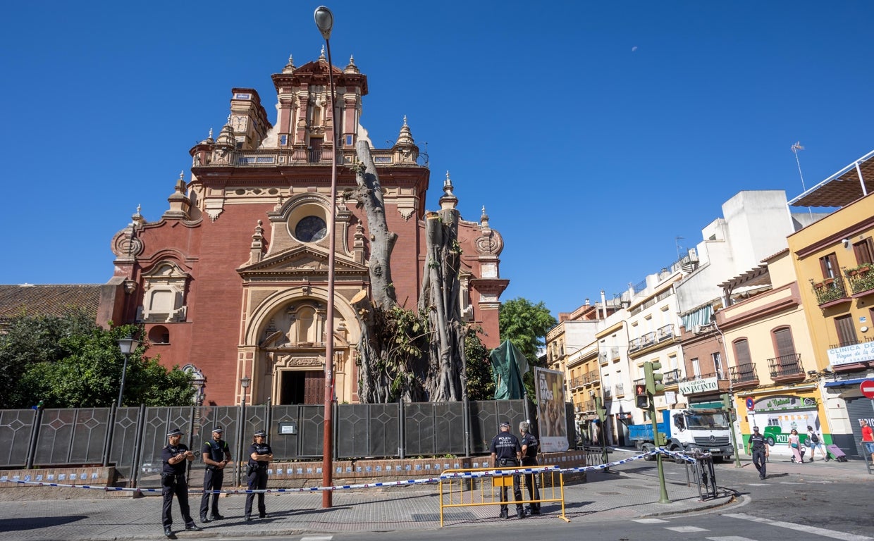 El ficus talado, delante de la parroquia de San Jacinto