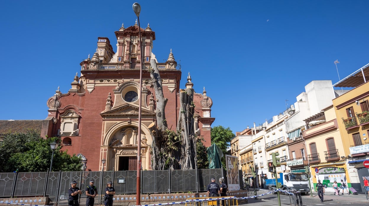 Las seis razones para la tala del ficus de la parroquia de San Jacinto