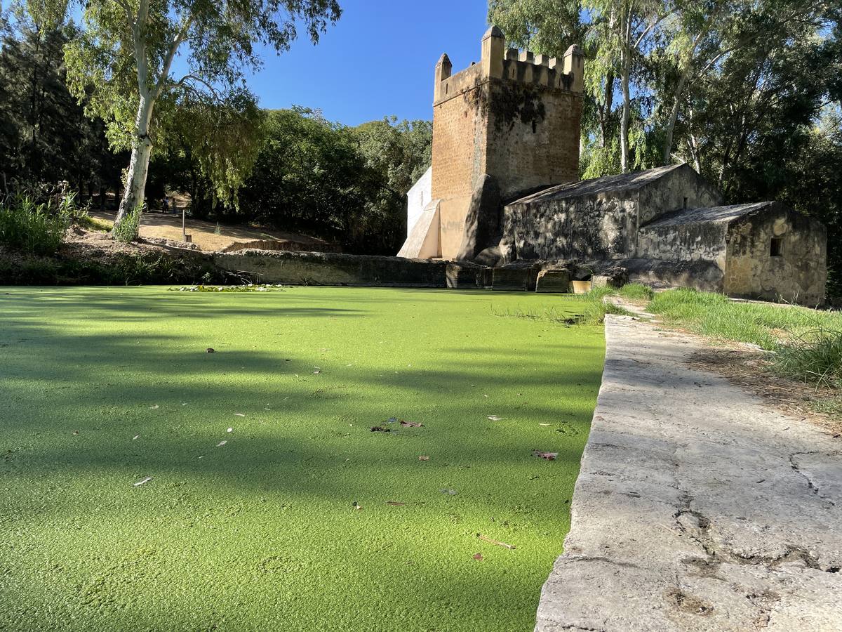 Vista de cómo las micro plantas acuáticas han teñido de verde el río Guadaíra
