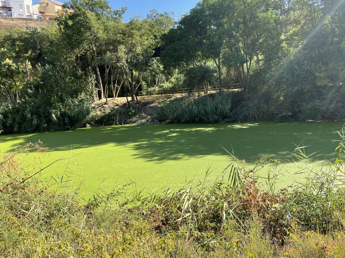 Vista de cómo las micro plantas acuáticas han teñido de verde el río Guadaíra