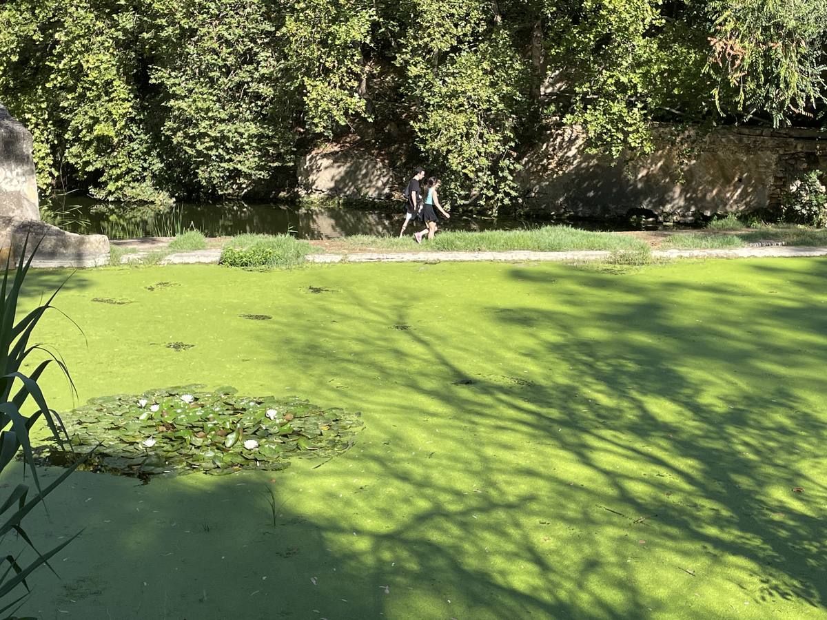 Vista de cómo las micro plantas acuáticas han teñido de verde el río Guadaíra
