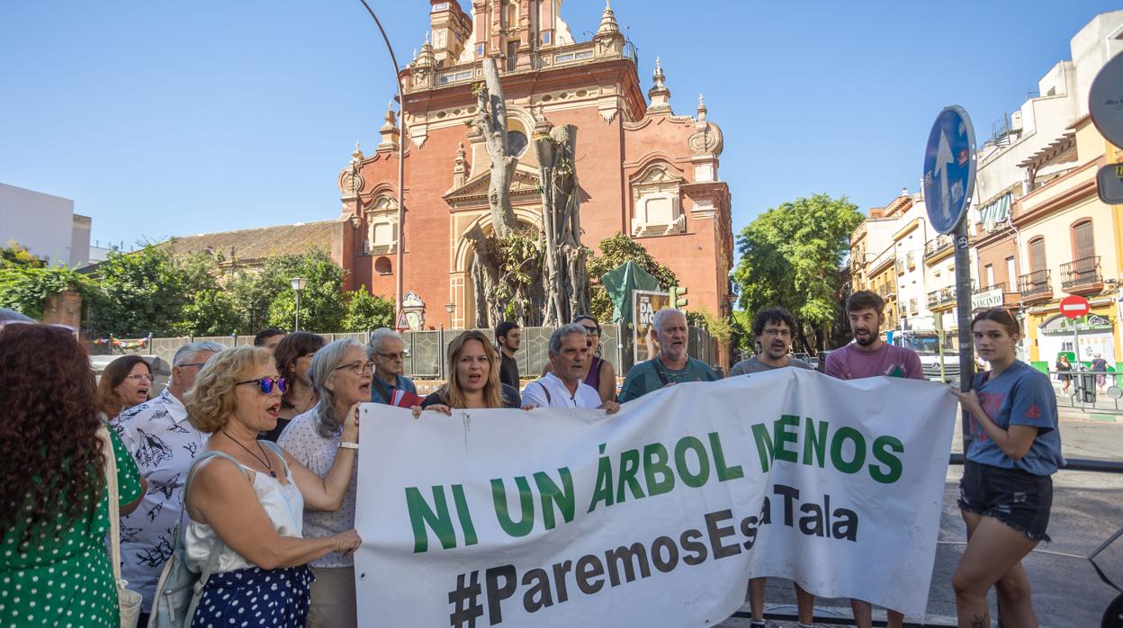 El juzgado confirma la paralización de la tala del ficus de San Jacinto