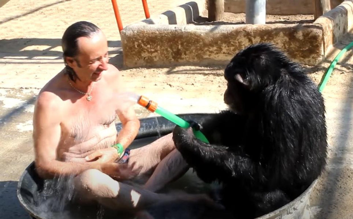 Muere Gina, la chimpancé sevillana de MundoPark que «era demasiado humana»