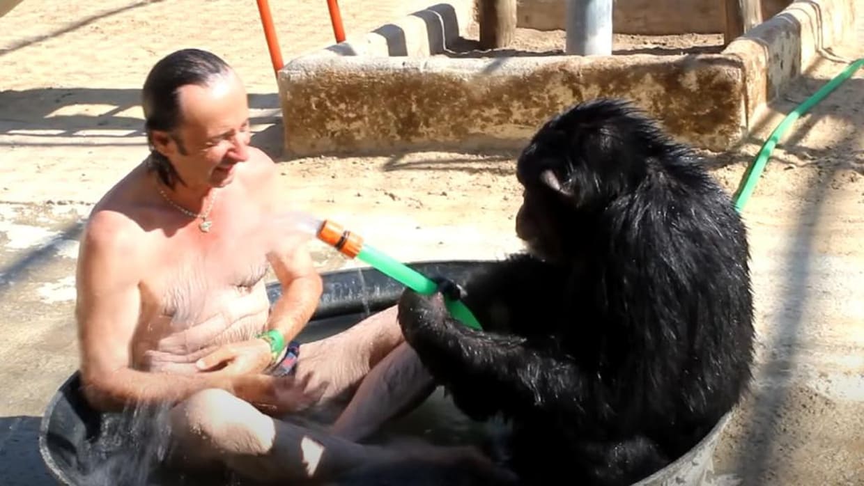 Muere Gina, la chimpancé sevillana de MundoPark que «era demasiado humana»