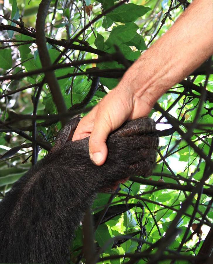 La chimpancé Gina, junto al director de Mundopark, Juan Luis Malpartida