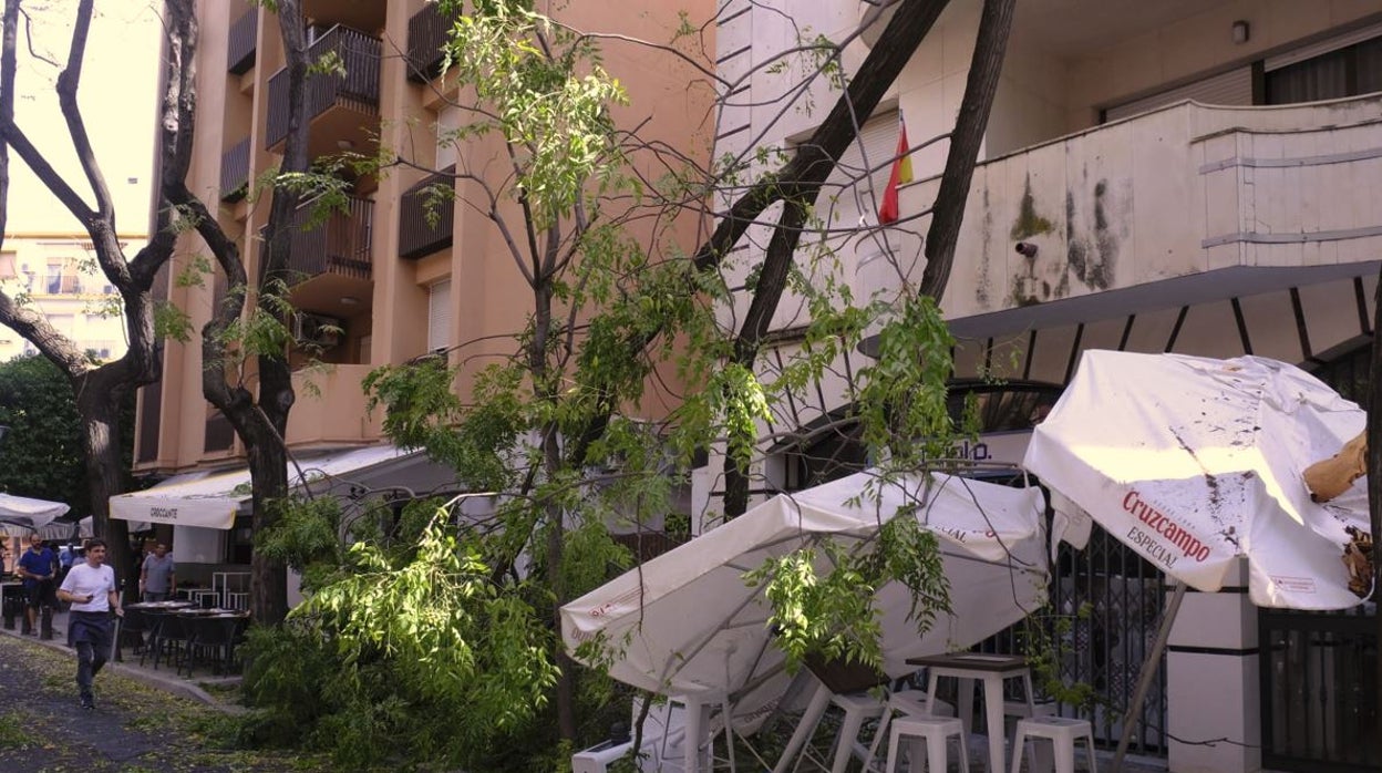 Una gran rama de un árbol en la calle Valparaíso del Porvenir cae sobre la terraza de un bar