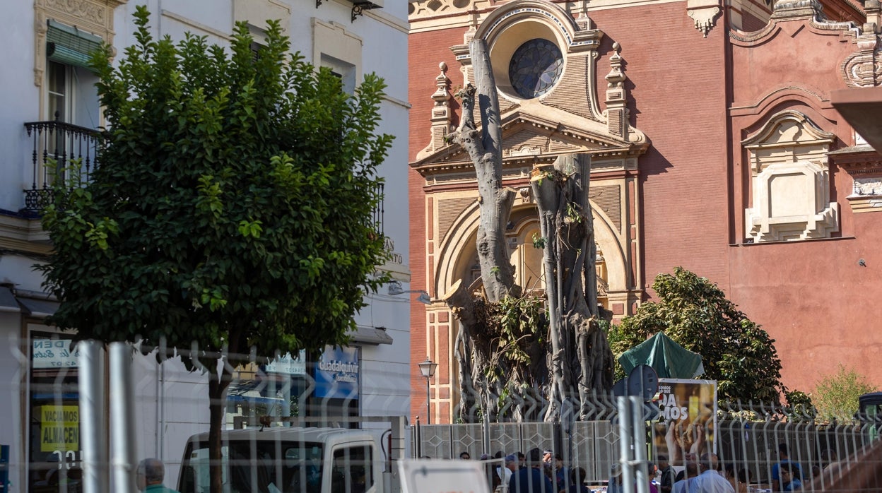 El Ayuntamiento de Sevilla le inyecta vitaminas al ficus de San Jacinto mientras su futuro sigue en el aire