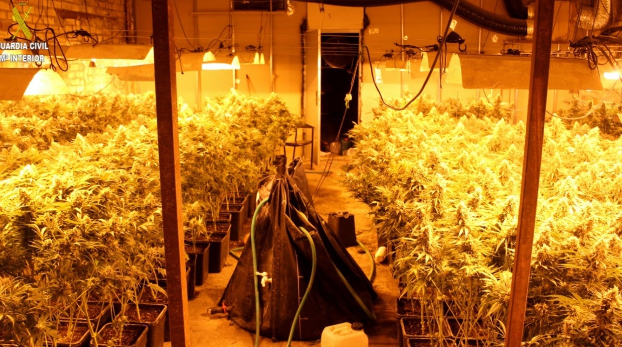 A tiros en Alcalá del Río por una plantación de marihuana