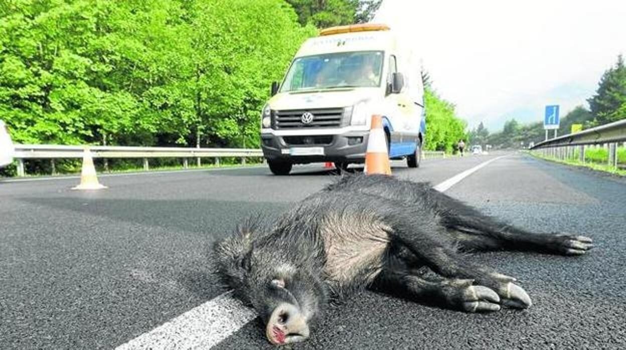 Sevilla es una de las provincias con menos accidentes de tráfico provocado por los animales