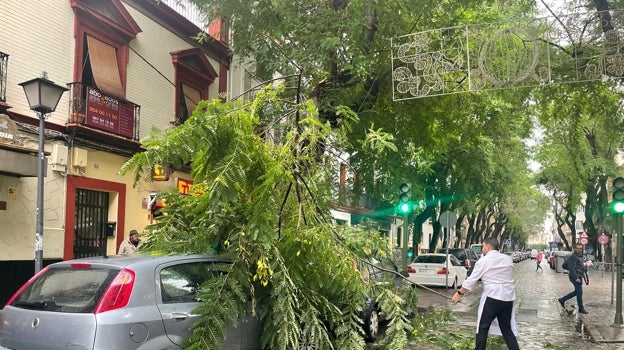 Un trabajador intenta mover la rama para no interrumpir el tráfico