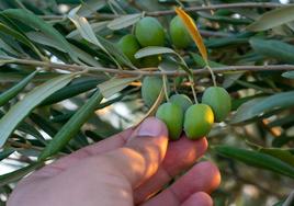 ¿Dónde esconde Sevilla un olivo traído del mismo Monte de los Olivos de Jerusalén?