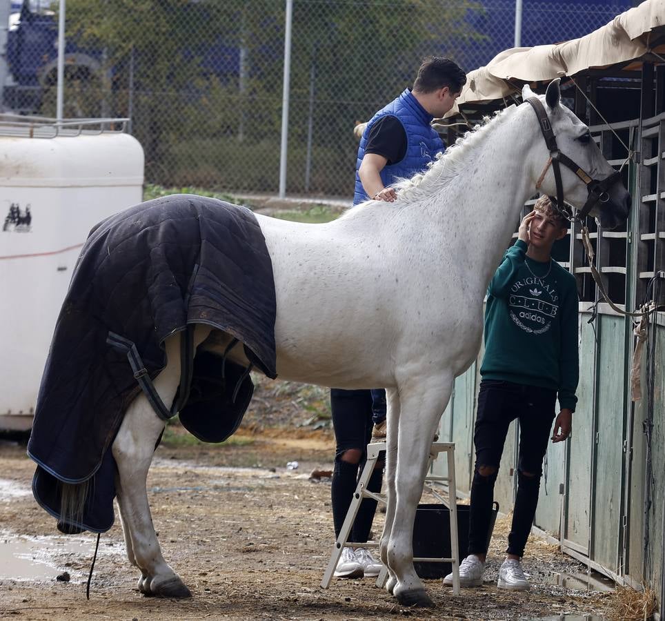 Ambiente este martes de la primera jornada del Salón Internacional del Caballo (Sicab)