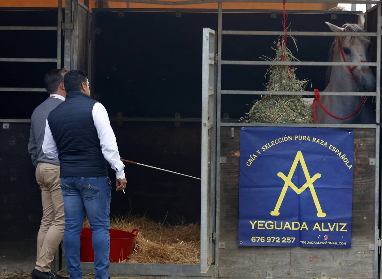 Ambiente este martes de la primera jornada del Salón Internacional del Caballo (Sicab)
