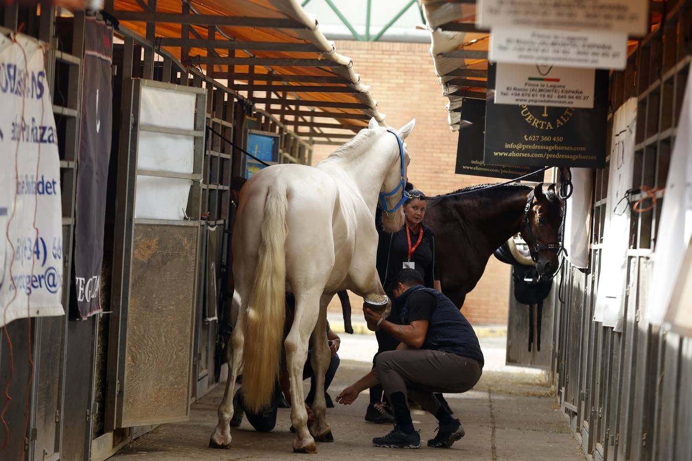 Ambiente este martes de la primera jornada del Salón Internacional del Caballo (Sicab)