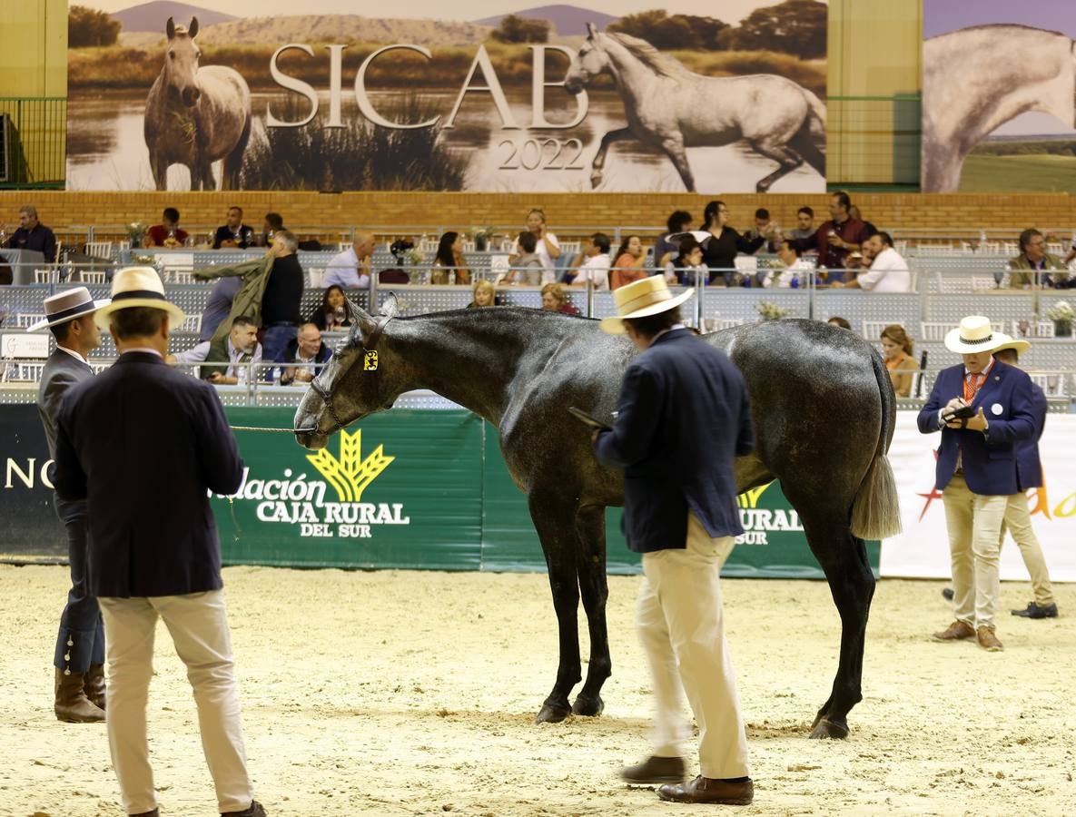 Ambiente este martes de la primera jornada del Salón Internacional del Caballo (Sicab)