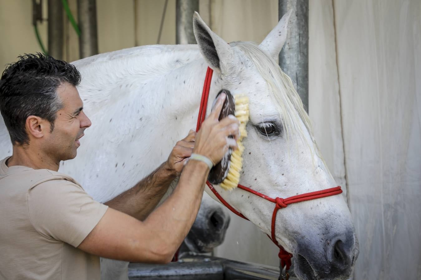 La muestra recibió este sábado mucho público, que disfrutó de la belleza de los caballos de pura raza española 