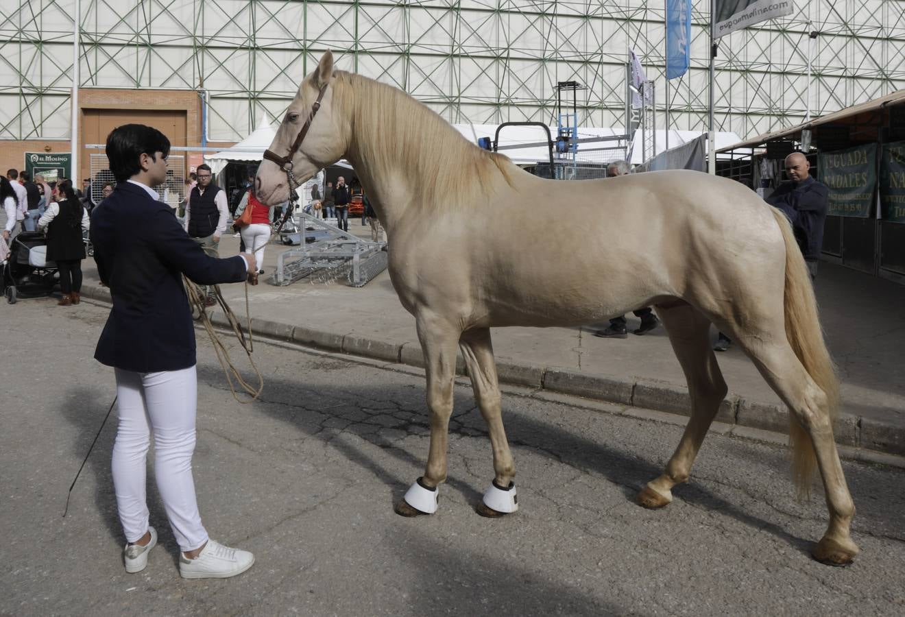 La muestra recibió este sábado mucho público, que disfrutó de la belleza de los caballos de pura raza española 
