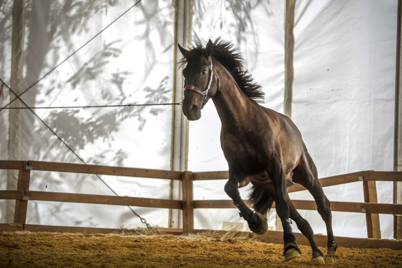 La muestra recibió este sábado mucho público, que disfrutó de la belleza de los caballos de pura raza española 