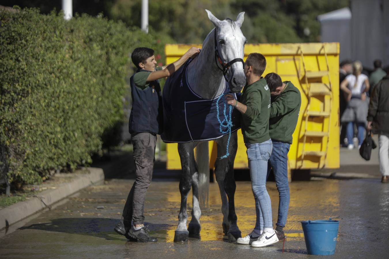 La muestra recibió este sábado mucho público, que disfrutó de la belleza de los caballos de pura raza española 