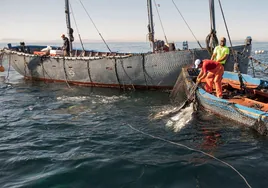 Los almadraberos andaluces podrán pescar un 10% más de atún rojo el año que viene