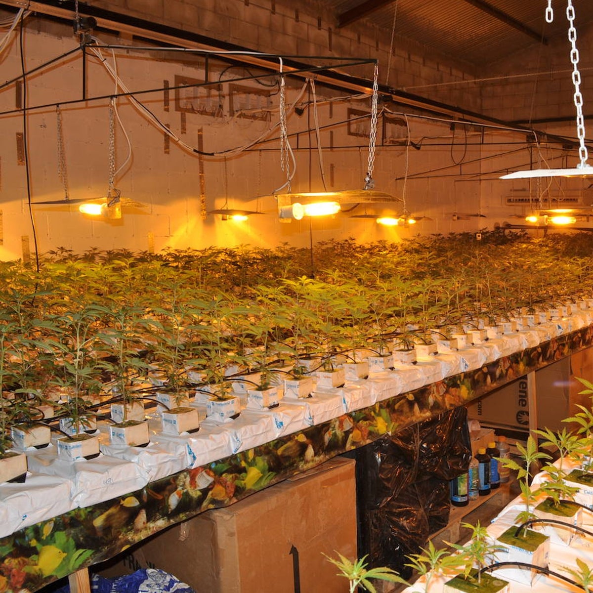 Cuatro años de cárcel y una multa de 1,5 millones por cultivar 366 kilos de marihuana en una nave en Marchena