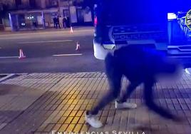 Se pone a dar saltos de capoeira en la avenida Menéndez Pelayo de Sevilla para no dar positivo en alcohol