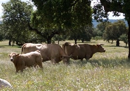 Conoce las características especiales para cobrar el paro si trabajas en el campo