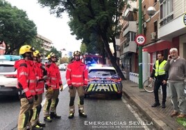 El fuerte viento en Sevilla deja una treintena de incidencias, la mayoría por caída de ramas