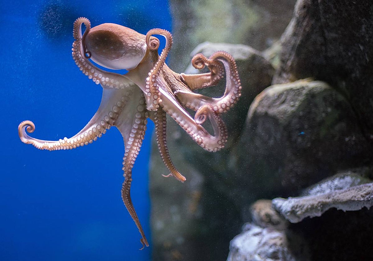 Veneno de pulpo para derrotar al melanoma