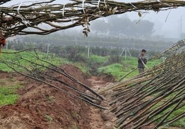 Nueva remesa de árboles para cumplir el objetivo de plantar 5.000 unidades en dos años en Sevilla