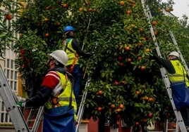 Mitos de las naranjas amargas de Sevilla
