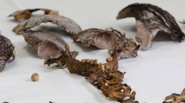 Restos óseos y parte de la dentadura de la niña localizados en el Alcázar