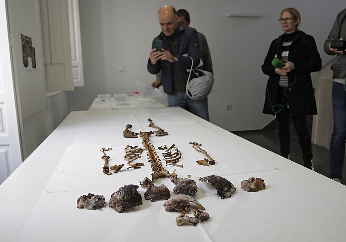 Encuentro con los medios para explicar las conclusiones del análisis de los huesos de una niña hallados en el Alcázar